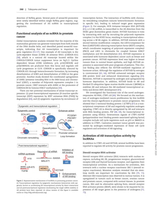 direction of RefSeq genes. Several pairs of sense/AS promoters
were newly identified within single RefSeq gene regions, sug-
gesting the involvement of AS ncRNA in transcriptional
regulation.
Functional analysis of as ncRNA in prostate
cancer
Global transcriptome analysis revealed that the majority of the
mammalian genome can generate transcripts from both strands
of the DNA double helix, and identified paired sense/AS tran-
scripts, indicating that AS transcription is important for
gene regulation [55–57]. One example of AS transcripts is the
cyclin-dependent kinase (CDKN) 2B antisense RNA1 (CDKN2B-AS1)
[58], which is a natural AS transcript located within the
CDKN2A/CDKN2B tumor suppressor locus on 9q21.3. Cycline
dependent kinase (CDK) inhibitors, p14, p15(CDKN2B) and
p16(CDKN2A) are produced from this locus and regulate cell
cycle progression at G1/S. CDKN2B is specifically silenced by
CDKN2B-AS1 through heterochromatin formation, by increasing
dimethylation of H3K9 and demethylation of H3K4 at the gene
promoter. Another study showed the coordinated upregulation
of ANRIL (antisense noncoding RNA in the INK4 locus) and chromo-
box7 (CBX7), a member of Polycomb repressive complex 1 in
prostate cancer. CBX7 interacts with ANRIL at the promoters of
CDKN2A/2B for histone H3K27 methylation [59].
There are two potential mechanisms of sense-transcript re-
pression: (1) post-transcriptional repression [X-inactive specific
transcript (XIST) repression by XIST antisense RNA (TSIX)] by
degradation [60], and (2) epigenetic regulation by recruitment of
transcription factors. The interaction of lncRNAs with chroma-
tin remodeling complexes induces heterochromatin formation
in specific loci, leading to reduced target gene expression
(Figure 2). For example, HOX Antisense Intergenic RNA (HOTAIR)
[61], a 2.2 kb ncRNA, is transcribed in the AS direction from the
HOXC gene (homeobox gene) cluster. HOTAIR functions in trans
by interacting with and by recruiting the polycomb repressive
complex 2 to the HOXD locus, resulting in transcriptional silenc-
ing across a 40 kb region. In addition, HOTAIR interacts with a
second histone modification complex, the LSD1/corepressor for
Rest (CoREST)/RE1 silencing transcription factor (REST) complex,
which coordinates targeting of polycomb repressive complex2
(PRC2) and LSD1 to chromatin for coupled histone H3K27
methylation and K4 demethylation [62]. HOTAIR expression is
associated with hormone-dependent cancer such as breast and
prostate cancer. HOTAIR expression level was higher in breast
tumors than in normal breast epithelia, and high HOTAIR ex-
pression is associated with poor prognosis of patients. This clin-
ical finding also reflects the HOTAIR-mediated regulation of
hormone action. Although the regulation of HOTAIR by estrogen
is controversial [63, 64], HOTAIR enhanced estrogen receptor
(ER) protein level and enhanced downstream signaling [64].
Moreover, HOTAIR is repressed by androgen and upregulated by
hormone deprivation. In addition, HOTAIR binds to AR and
blocked E3-ubiquitine ligase murine double minute 2 (MDM2) to
stabilize AR and enhance the AR-mediated transcriptional ac-
tivity and drives CRPC development [65].
We investigated the functional role of the novel androgen-
responsive AS RNA, CTBP1-AS [66]. We focused on the mechan-
ism of androgen-mediated cancer proliferation by this lncRNA
and the clinical significance in prostate cancer progression. We
showed that C-terminal binding protein 1 (CTBP1) [67] is a tran-
scriptional corepressor of AR and negatively regulates androgen
signaling. CTBP1-AS is directly upregulated by AR and interacts
with RNA binding protein, PSF [68, 69], for transcriptional re-
pression using HDACs. Downstream signals of CTBP1-AS/PSF
(polypyrimidine tract binding protein associated splicing factor)
complex include cell cycle regulators such as p53 or SMAD3 in
addition to CTBP1. Castration-resistant tumor growth was pro-
moted by androgen-mediated repression of these cell cycle
regulators and activation of AR signaling.
Activation of AR transcription activity by
lncRNAs
In addition to CTBP1-AS and HOTAIR, several lncRNAs have been
reported to regulate AR activity for prostate cancer progression.
Steroid receptor RNA activator
Steroid receptor RNA activator (SRA) interacts with nuclear re-
ceptors, including AR, ER, progesterone receptor, glucocorticoid
receptor (GR) and thyroid hormone receptor, and regulates their
transcriptional activities. As a mechanism for activation, SRA
interacts with a nuclear receptor coactivator SRC-1 (steroid re-
ceptor coactivator). Mutation analysis revealed that six stem-
loop motifs are important for coactivation by SRA [70, 71].
Aberrant SRA transcription was observed in various tumors. It is
upregulated in tumors such as breast cancer, ovarian cancer
and prostate cancer, compared with normal tissues. In prostate
cancer, SRA and its alternative splicing form, steroid receptor
RNA activator protein (SRAP), were shown to be required for ex-
pression of AR target genes in the presence of androgens [72,
73].
Epigenetic and transcriptional regulation
SWI/
SNF
Epigenetic control
PSF
Deacethylation
Chromatin remodeling
Enhancer action
eRNA
Promoter enhancer
Loop formation
CTBP1-AS
Post-transcriptional regulation
miRNA synthesis
Regulation of mRNA
AAAAA
SChLAP1 PCGEM1
PNCNR1
SRA
MALAT1
miR-675
H19
TGFBI
AR
Inhibition of
AR binding
GAS5
AR
HOTAIR
MDM2
Enhancement
of AR binding
Figure 2. Representative mechanisms of lncRNAs in promoting prostate cancer.
(1) Transcriptional regulation by epigenetic mechanisms (interaction with epi-
genetic factors or accelerating AR transcriptional activity by direct interaction)
and (2) posttranscriptional regulation (modulating the target mRNA stability or
AR protein) have been reported. (A colour version of this ﬁgure is available
online at: http://bfg.oxfordjournals.org)
260 | Takayama and Inoue
Downloadedfromhttps://academic.oup.com/bfg/article-abstract/15/3/257/1742432bygueston10March2020
 