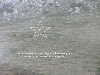 Un hermanito de oro corre a saludarnos y nos
     recuerda la pureza de su especie.
 