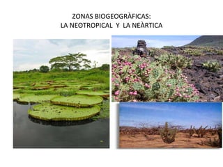 ZONAS BIOGEOGRÀFICAS: LA NEOTROPICAL  Y  LA NEÀRTICA 