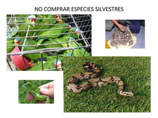NO COMPRAR ESPECIES SILVESTRES                                                