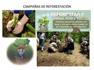 CAMPAÑAS DE REFORESTACIÒN 