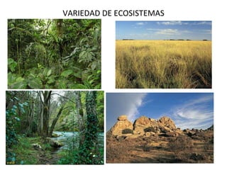 VARIEDAD DE ECOSISTEMAS 