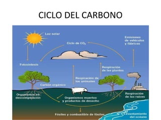 CICLO DEL CARBONO 