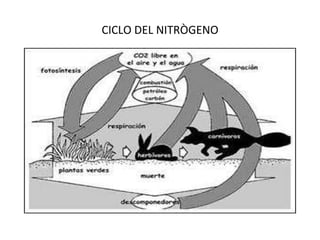 CICLO DEL NITRÒGENO 