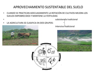 APROVECHAMIENTO SUSTENTABLE DEL SUELO CUANDO SE PRACTICAN ADECUADAMENTE LA ROTACIÒN DE CULTIVOS MEJORA LOS SUELOS EMPOBRECIDOS Y MANTIENE LA FERTILIDAD. subsistencia tradicional LA AGRICULTURA SE CLASIFICA EN DOS GRUPOS: intensiva tradicional 