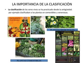 LA IMPORTANCIA DE LA CLASIFICACIÒN La clasificación  de los seres vivos se ha practicado desde la antigüedad. por ejemplo clasificaban a las plantas en comestibles y venenosas. PLANTAS COMESTIBLES PLANTAS MEDICINALES 