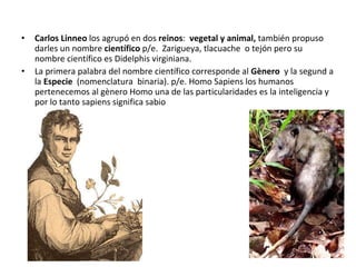 Carlos Linneo  los agrupó en dos  reinos :  vegetal y animal,  también propuso darles un nombre  científico  p/e.  Zarigueya, tlacuache  o tejón pero su nombre científico es Didelphis virginiana. La primera palabra del nombre científico corresponde al  Gènero  y la segund a la  Especie  (nomenclatura  binaria). p/e. Homo Sapiens los humanos pertenecemos al gènero Homo una de las particularidades es la inteligencia y por lo tanto sapiens significa sabio 
