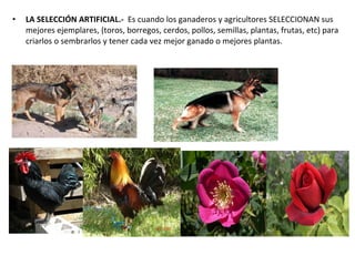 LA SELECCIÓN ARTIFICIAL.-  Es cuando los ganaderos y agricultores SELECCIONAN sus mejores ejemplares, (toros, borregos, cerdos, pollos, semillas, plantas, frutas, etc) para criarlos o sembrarlos y tener cada vez mejor ganado o mejores plantas. 