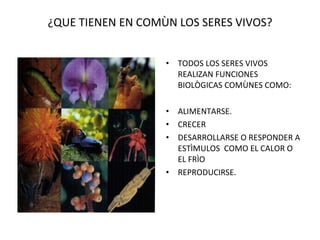 ¿QUE TIENEN EN COMÙN LOS SERES VIVOS? TODOS LOS SERES VIVOS REALIZAN FUNCIONES BIOLÒGICAS COMÙNES COMO: ALIMENTARSE. CRECER  DESARROLLARSE O RESPONDER A ESTÌMULOS  COMO EL CALOR O EL FRÌO REPRODUCIRSE. 