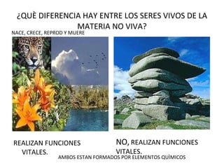 ¿QUÈ DIFERENCIA HAY ENTRE LOS SERES VIVOS DE LA MATERIA NO VIVA? REALIZAN FUNCIONES VITALES. NACE, CRECE, REPROD Y MUERE NO,   REALIZAN FUNCIONES VITALES. AMBOS ESTAN FORMADOS POR ELEMENTOS QUÌMICOS 