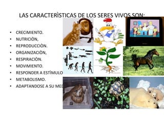 LAS CARACTERÌSTICAS DE LOS SERES VIVOS SON: CRECIMIENTO. NUTRICIÒN, REPRODUCCIÒN. ORGANIZACIÒN, RESPIRACIÒN. MOVIMIENTO. RESPONDER A ESTÌMULOS. METABOLISMO. ADAPTANDOSE A SU MEDIO. 