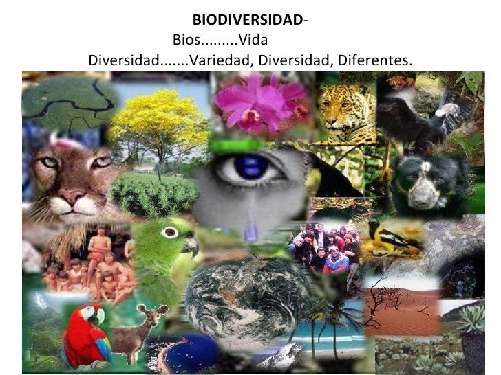 LA BIODIVERSIDAD RESULTADO DE LA EVOLUCIÓN