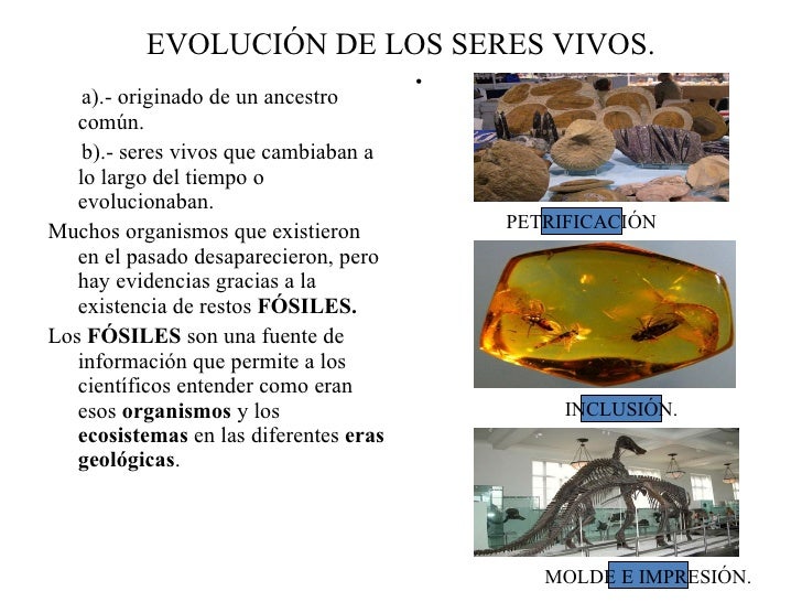 Teoria evolutiva y biodiversidad_teorias