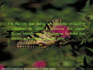 Un día vio que había un pequeño orificio y
entonces se sentó a observar por varias
horas, viendo que la mariposa luchaba por
abrirlo más grande y poder salir.
 