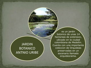 es un jardín
                  botánico de unas 14
                hectáreas de extensión,
                  ubicado en la ciudad
                colombiana de Medellín.
   JARDIN      Cuenta con una importante
 BOTANICO        colección de Orquídeas
                   preservadas en un
ANTNIO URIBE       escenario llamado
                     orquideorama.
 