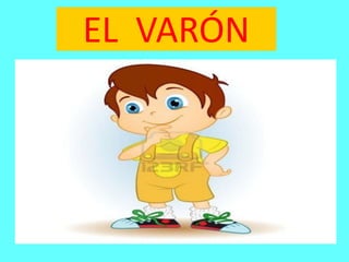EL VARÓN
 