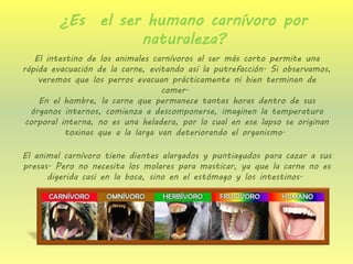 El intestino de los animales carnívoros al ser más corto permite una rápida evacuación de la carne, evitando así la putrefacción. Si observamos, veremos que los perros evacuan prácticamente ni bien terminan de comer. En el hombre, la carne que permanece tantas horas dentro de sus órganos internos, comienza a descomponerse, imaginen la temperatura corporal interna, no es una heladera, por lo cual en ese lapso se originan toxinas que a la larga van deteriorando el organismo. 
El animal carnívoro tiene dientes alargados y puntiagudos para cazar a sus presas. Pero no necesita los molares para masticar, ya que la carne no es digerida casi en la boca, sino en el estómago y los intestinos. 
¿Es el ser humano carnívoro por naturaleza?  
