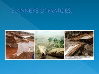 VESSAMENT TÒXIC D'AZNALCOLLAR