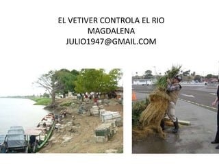 EL VETIVER CONTROLA EL RIO
        MAGDALENA
  JULIO1947@GMAIL.COM
 