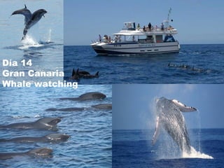 Día 14  Gran Canaria  Whale watching 
