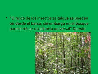 • “El ruido de los insectos es talque se pueden 
oír desde el barco, sin embargo en el bosque 
parece reinar un silencio universal” Darwin 
 