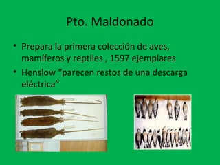 Pto. Maldonado 
• Prepara la primera colección de aves, 
mamíferos y reptiles , 1597 ejemplares 
• Henslow “parecen restos de una descarga 
eléctrica” 
 