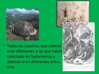 • Todas las especies que colectó 
eran diferentes a las que había 
colectado en Sudamérica y 
además eran diferentes entre 
islas 
 