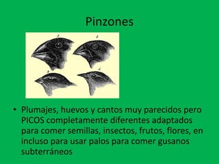 Pinzones 
• Plumajes, huevos y cantos muy parecidos pero 
PICOS completamente diferentes adaptados 
para comer semillas, insectos, frutos, flores, en 
incluso para usar palos para comer gusanos 
subterráneos 
 