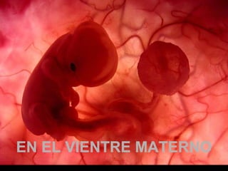 Um feto de poucas semanas encontra-seUm feto de poucas semanas encontra-se
no interior do útero de sua mãe.no interior do útero de sua mãe.
EN EL VIENTRE MATERNOEN EL VIENTRE MATERNO
 