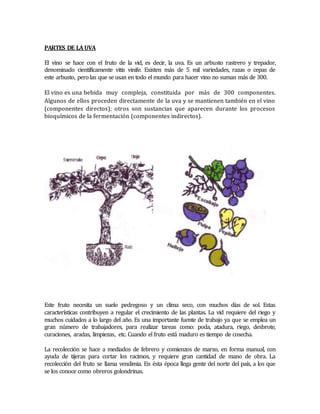PARTES DE LA UVA 
El vino se hace con el fruto de la vid, es decir, la uva. Es un arbusto rastrero y trepador, 
denominado científicamente vitis vinife. Existen más de 5 mil variedades, razas o cepas de 
este arbusto, pero las que se usan en todo el mundo para hacer vino no suman más de 300. 
El vino es una bebida muy compleja, constituida por más de 300 componentes. 
Algunos de ellos proceden directamente de la uva y se mantienen también en el vino 
(componentes directos); otros son sustancias que aparecen durante los procesos 
bioquímicos de la fermentación (componentes indirectos). 
Este fruto necesita un suelo pedregoso y un clima seco, con muchos días de sol. Estas 
características contribuyen a regular el crecimiento de las plantas. La vid requiere del riego y 
muchos cuidados a lo largo del año. Es una importante fuente de trabajo ya que se emplea un 
gran número de trabajadores, para realizar tareas como: poda, atadura, riego, desbrote, 
curaciones, aradas, limpiezas, etc. Cuando el fruto está maduro es tiempo de cosecha. 
La recolección se hace a mediados de febrero y comienzos de marzo, en forma manual, con 
ayuda de tijeras para cortar los racimos, y requiere gran cantidad de mano de obra. La 
recolección del fruto se llama vendimia. En ésta época llega gente del norte del país, a los que 
se los conoce como obreros golondrinas. 
 