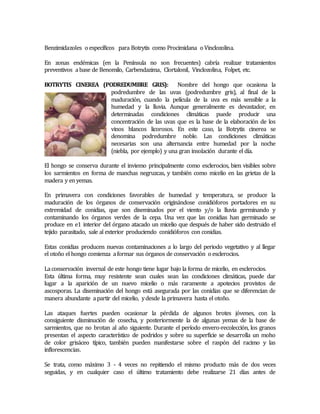 Benzimidazoles o específicos para Botrytis como Procimidana o Vinclozolina. 
En zonas endémicas (en la Península no son frecuentes) cabría realizar tratamientos 
preventivos a base de Benomilo, Carbendazima, Clortalonil, Vinclozolina, Folpet, etc. 
BOTRYTIS CINEREA (PODREDUMBRE GRIS): Nombre del hongo que ocasiona la 
podredumbre de las uvas (podredumbre gris), al final de la 
maduración, cuando la película de la uva es más sensible a la 
humedad y la lluvia. Aunque generalmente es devastador, en 
determinadas condiciones climáticas puede producir una 
concentración de las uvas que es la base de la elaboración de los 
vinos blancos licorosos. En este caso, la Botrytis cinerea se 
denomina podredumbre noble. Las condiciones climáticas 
necesarias son una alternancia entre humedad por la noche 
(niebla, por ejemplo) y una gran insolación durante el día. 
El hongo se conserva durante el inviemo principalmente como esclerocios, bien visibles sobre 
los sarmientos en forma de manchas negruzcas, y también como micelio en las grietas de la 
madera y en yemas. 
En primavera con condiciones favorables de humedad y temperatura, se produce la 
maduración de los órganos de conservación originándose conidióforos portadores en su 
extremidad de conidias, que son diseminados por el viento y/o la lluvia germinando y 
contaminando los órganos verdes de la cepa. Una vez que las conidias han germinado se 
produce en e1 interior del órgano atacado un micelio que después de haber sido destruido el 
tejido parasitado, sale al exterior produciendo conidióforos con conidias. 
Estas conidias producen nuevas contaminaciones a lo largo del periodo vegetativo y al llegar 
el otoño el hongo comienza a formar sus órganos de conservación o esclerocios. 
La conservación invernal de este hongo tiene lugar bajo la forma de micelio, en esclerocios. 
Esta última forma, muy resistente sean cuales sean las condiciones climáticas, puede dar 
lugar a la aparición de un nuevo micelio o más raramente a apotecios provistos de 
ascosporas. La diseminación del hongo está asegurada por las conidias que se diferencian de 
manera abundante a partir del micelio, y desde la primavera hasta el otoño. 
Las ataques fuertes pueden ocasionar la pérdida de algunos brotes jóvenes, con la 
consiguiente disminución de cosecha, y posteriormente la de algunas yemas de la base de 
sarmientos, que no brotan al año siguiente. Durante el período envero-recolección, los granos 
presentan el aspecto característico de podridos y sobre su superficie se desarrolla un moho 
de color grisáceo típico, también pueden manifestarse sobre el raspón del racimo y las 
inflorescencias. 
Se trata, como máximo 3 - 4 veces no repitiendo el mismo producto más de dos veces 
seguidas, y en cualquier caso el último tratamiento debe realizarse 21 días antes de 
 