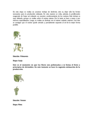 En esta etapa se realiza un acucioso trabajo de desbrote, esto es, dejar sólo los brotes 
necesarios para la producción estimada. De esta manera se evita, además, la proliferación 
exagerada de hojas así evitando un excesivo sombreamiento de los racimos. Este trabajo es 
muy delicado, porque se realiza sobre el racimo mismo. Por lo tanto se hace a mano y por 
obreros especializados. Luego, se realiza un deshoje con el mismo cuidado anterior. Con esto 
se consigue que el racimo quede aireado y parcialmente expuesto al sol de la mejor forma 
posible. 
Estación: Primavera 
Etapa: Cuaja 
Este es el momento en que las flores son polinizadas y se forma el fruto a 
principios de diciembre. En este instante se hace la segunda estimación de la 
producción. 
Estación: Verano 
Etapa: Pinta 
 