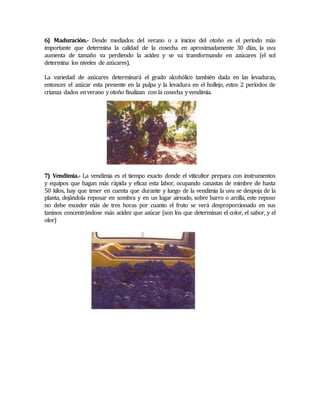 6) Maduración.- Desde mediados del verano o a inicios del otoño es el período más 
importante que determina la calidad de la cosecha en aproximadamente 30 días, la uva 
aumenta de tamaño va perdiendo la acidez y se va transformando en azúcares (el sol 
determina los niveles de azúcares). 
La variedad de azúcares determinará el grado alcohólico también dada en las levaduras, 
entonces el azúcar esta presente en la pulpa y la levadura en el hollejo, estos 2 períodos de 
crianza dados en verano y otoño finalizan con la cosecha y vendimia. 
7) Vendimia.- La vendimia es el tiempo exacto donde el viticultor prepara con instrumentos 
y equipos que hagan más rápida y eficaz esta labor, ocupando canastas de mimbre de hasta 
50 kilos, hay que tener en cuenta que durante y luego de la vendimia la uva se despoja de la 
planta, dejándola reposar en sombra y en un lugar aireado, sobre barro o arcilla, este reposo 
no debe exceder más de tres horas por cuanto el fruto se verá desproporcionado en sus 
taninos concentrándose más acidez que azúcar (son los que determinan el color, el sabor, y el 
olor) 
 