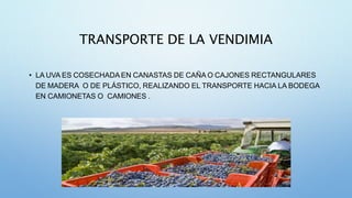 TRANSPORTE DE LA VENDIMIA
• LA UVA ES COSECHADA EN CANASTAS DE CAÑA O CAJONES RECTANGULARES
DE MADERA O DE PLÁSTICO, REALIZANDO EL TRANSPORTE HACIA LA BODEGA
EN CAMIONETAS O CAMIONES .
 