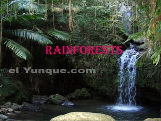 Elvin's Rainforest Powerpoint