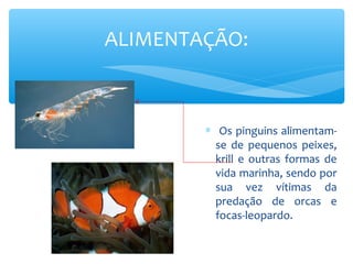 ALIMENTAÇÃO:



        ∗ Os pinguins alimentam-
          se de pequenos peixes,
          krill e outras formas de
          vida marinha, sendo por
          sua vez vítimas da
          predação de orcas e
          focas-leopardo.
 