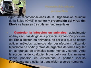 Según las recomendaciones de la Organización Mundial 
de la Salud (OMS) el control y prevención del virus del 
Ébola se basa en tres pilares fundamentales: 
 Controlar la infección en animales: actualmente 
no hay vacunas dirigidas a prevenir la infección por virus 
del Ébola-Reston en animales, es por ello que se deben 
aplicar métodos químicos de desinfección utilizando 
hipoclorito de sodio y otros detergentes de forma regular 
en las granjas de animales como monos y cerdos. Ante 
la sospecha de cualquier brote del virus los animales 
deben ponerse en cuarentena o podrían incluso 
sacrificarse para evitar la transmisión a seres humanos. 
 
