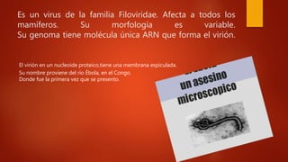 Es un virus de la familia Filoviridae. Afecta a todos los
mamíferos. Su morfología es variable.
Su genoma tiene molécula única ARN que forma el virión.
El virión en un nucleoide proteico,tiene una membrana espiculada.
Su nombre proviene del río Ébola, en el Congo.
Donde fue la primera vez que se presento.
