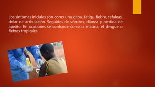 Los síntomas iniciales son como una gripa, fatiga, fiebre, cefaleas,
dolor de articulación. Seguidos de vómitos, diarrea y perdida de
apetito. En ocasiones se confunde como la malaria, el dengue o
fiebres tropicales.