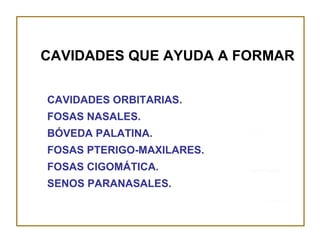 CAVIDADES QUE AYUDA A FORMAR CAVIDADES ORBITARIAS. FOSAS NASALES. BÓVEDA PALATINA. FOSAS PTERIGO-MAXILARES. FOSAS CIGOMÁTICA. SENOS PARANASALES. 