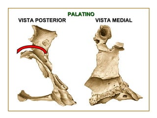 PALATINO VISTA MEDIAL VISTA POSTERIOR 