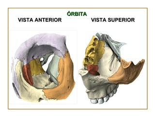 ÓRBITA VISTA SUPERIOR VISTA ANTERIOR 