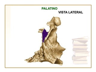 PALATINO
           VISTA LATERAL
 