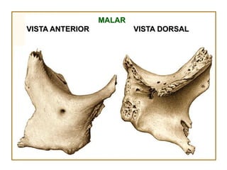 MALAR
VISTA ANTERIOR           VISTA DORSAL
 