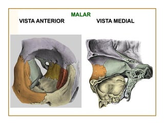 MALAR
VISTA ANTERIOR           VISTA MEDIAL
 