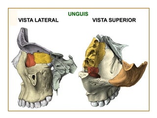UNGUIS
VISTA LATERAL            VISTA SUPERIOR
 