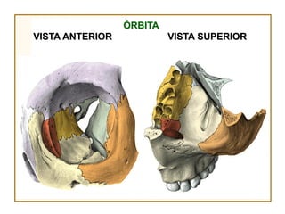 ÓRBITA
VISTA ANTERIOR            VISTA SUPERIOR
 
