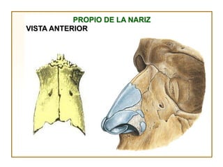 PROPIO DE LA NARIZ
VISTA ANTERIOR
 