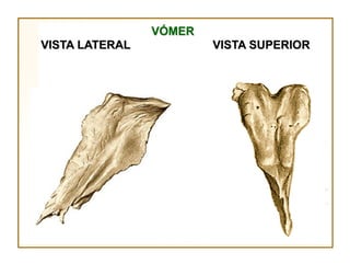 VÓMER
VISTA LATERAL           VISTA SUPERIOR
 