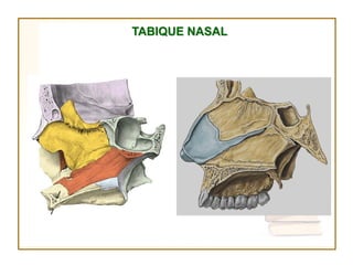 TABIQUE NASAL
 